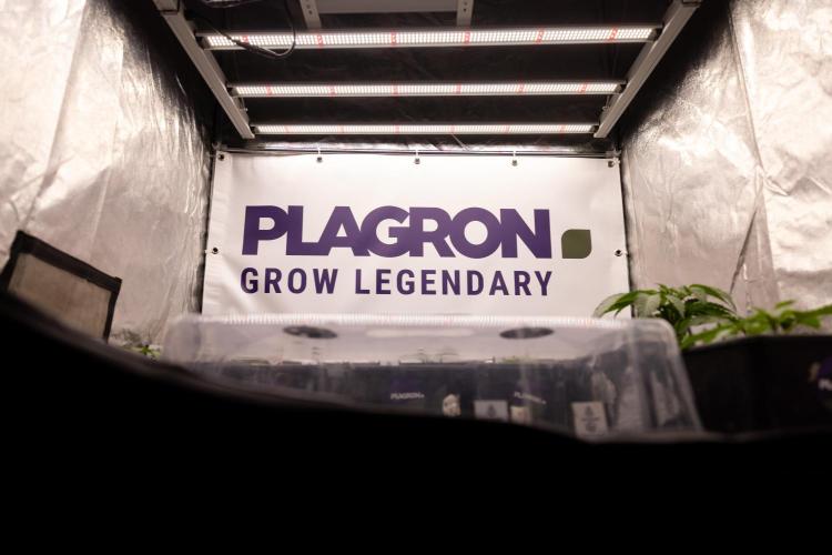 Lemon Cherry Gelato - Zamnesia x B&B. Week 1 - All Zamnesia x Plagron Crew