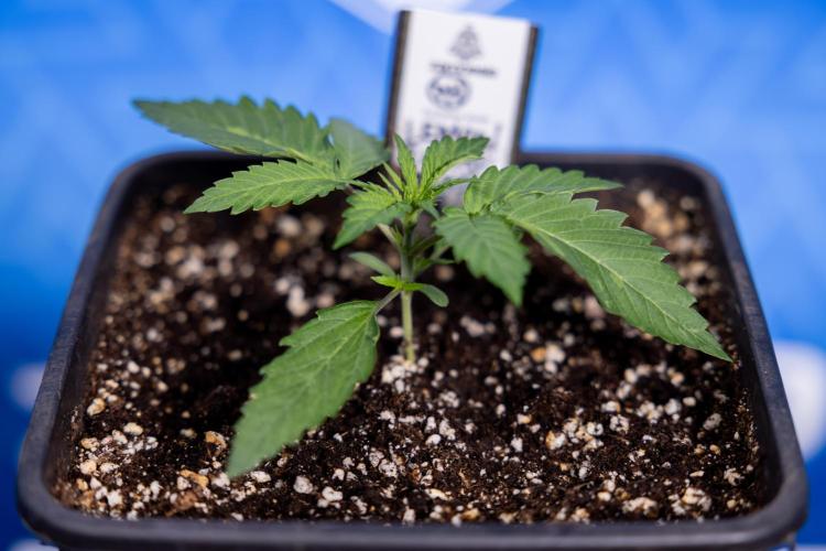 Lemon Cherry Gelato - Zamnesia x B&B. Week 1 - Lemon Cherry Gelato - Week 1/2 - VEG 