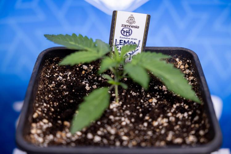 Lemon Cherry Gelato - Zamnesia x B&B. Week 1 - Lemon Cherry Gelato - Week 1/2 - VEG 