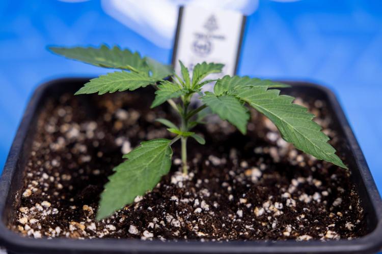 Lemon Cherry Gelato - Zamnesia x B&B. Week 1 - Lemon Cherry Gelato - Week 1/2 - VEG 