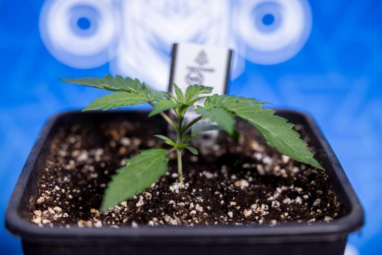 Lemon Cherry Gelato - Zamnesia x B&B. Week 1 - Lemon Cherry Gelato - Week 1/2 - VEG 