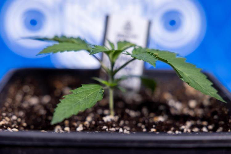 Lemon Cherry Gelato - Zamnesia x B&B. Week 1 - Lemon Cherry Gelato - Week 1/2 - VEG 