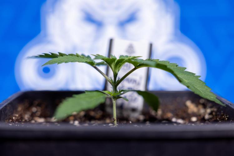 Lemon Cherry Gelato - Zamnesia x B&B. Week 1 - Lemon Cherry Gelato - Week 1/2 - VEG 