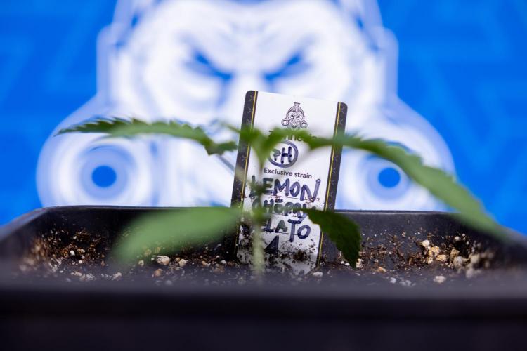 Lemon Cherry Gelato - Zamnesia x B&B. Week 1 - Lemon Cherry Gelato - Week 1/2 - VEG 
