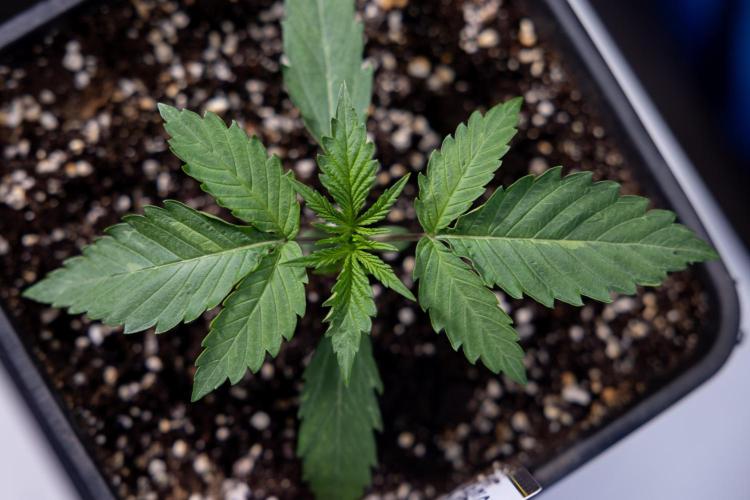 Lemon Cherry Gelato - Zamnesia x B&B. Week 1 - Lemon Cherry Gelato - Week 1/2 - VEG 