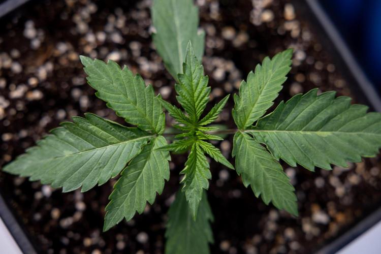 Lemon Cherry Gelato - Zamnesia x B&B. Week 1 - Lemon Cherry Gelato - Week 1/2 - VEG 