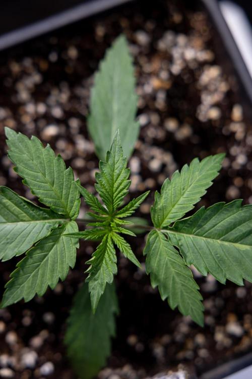 Lemon Cherry Gelato - Zamnesia x B&B. Week 1 - Lemon Cherry Gelato - Week 1/2 - VEG 