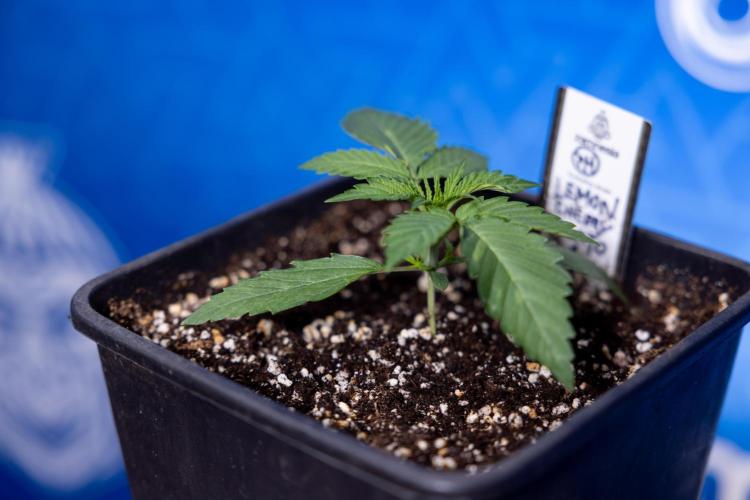 Lemon Cherry Gelato - Zamnesia x B&B. Week 1 - Lemon Cherry Gelato - Week 1/2 - VEG 