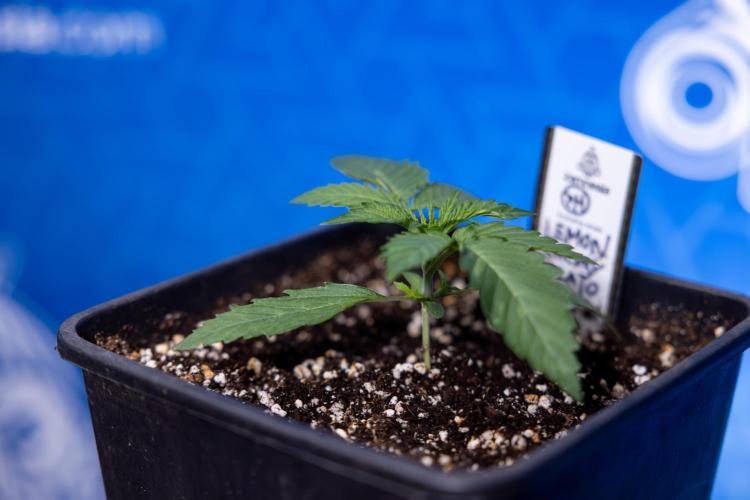 Lemon Cherry Gelato - Zamnesia x B&B. Week 1 - Lemon Cherry Gelato - Week 1/2 - VEG 