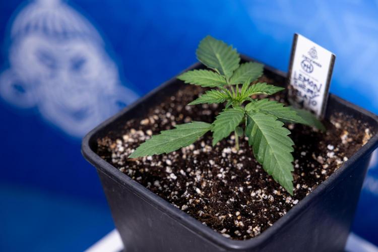 Lemon Cherry Gelato - Zamnesia x B&B. Week 1 - Lemon Cherry Gelato - Week 1/2 - VEG 