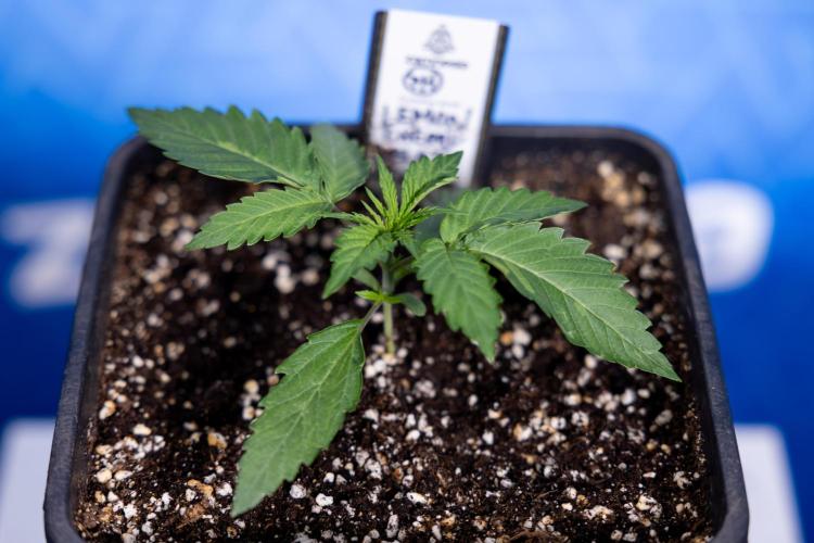 Lemon Cherry Gelato - Zamnesia x B&B. Week 1 - Lemon Cherry Gelato - Week 1/2 - VEG 