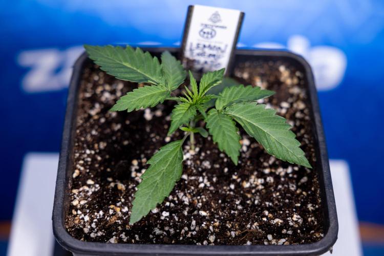 Lemon Cherry Gelato - Zamnesia x B&B. Week 1 - Lemon Cherry Gelato - Week 1/2 - VEG 