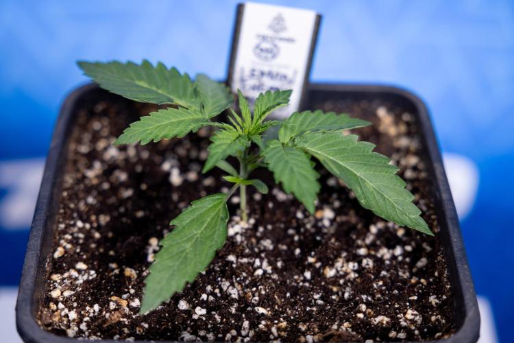 Lemon Cherry Gelato - Zamnesia x B&B. Week 1 - Lemon Cherry Gelato - Week 1/2 - VEG 