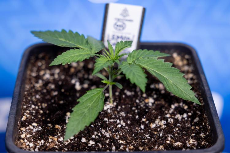 Lemon Cherry Gelato - Zamnesia x B&B. Week 1 - Lemon Cherry Gelato - Week 1/2 - VEG 