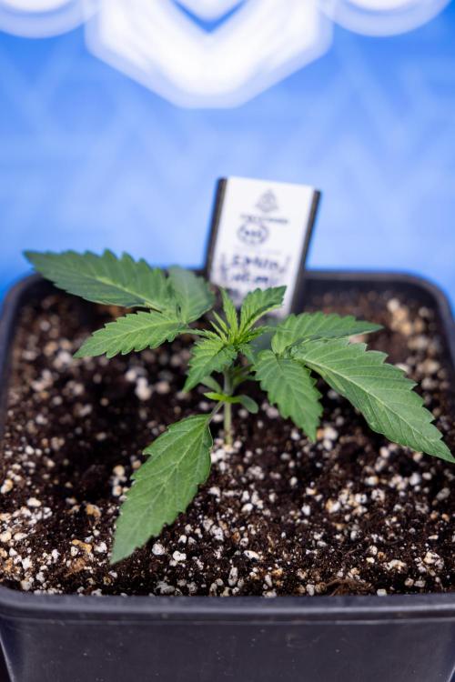 Lemon Cherry Gelato - Zamnesia x B&B. Week 1 - Lemon Cherry Gelato - Week 1/2 - VEG 