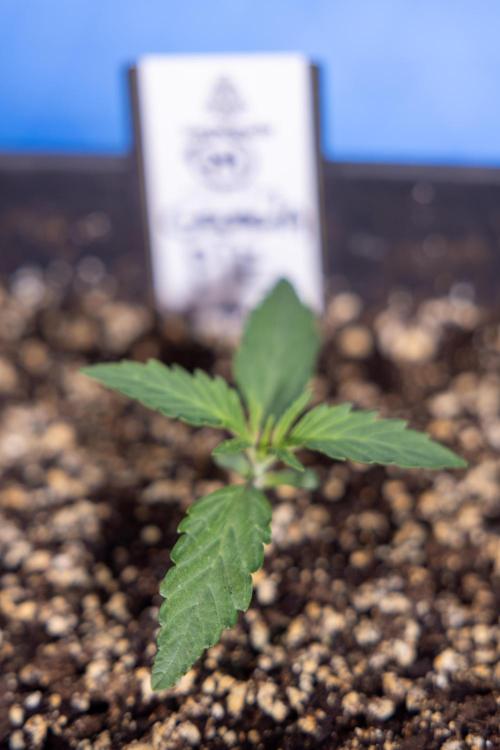 Georgia Pie 1 - Zamnesia x B&B. Week 1 - Georgia Pie - Veg - Week 1