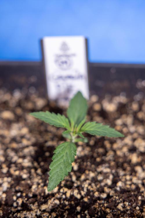 Georgia Pie 1 - Zamnesia x B&B. Week 1 - Georgia Pie - Veg - Week 1