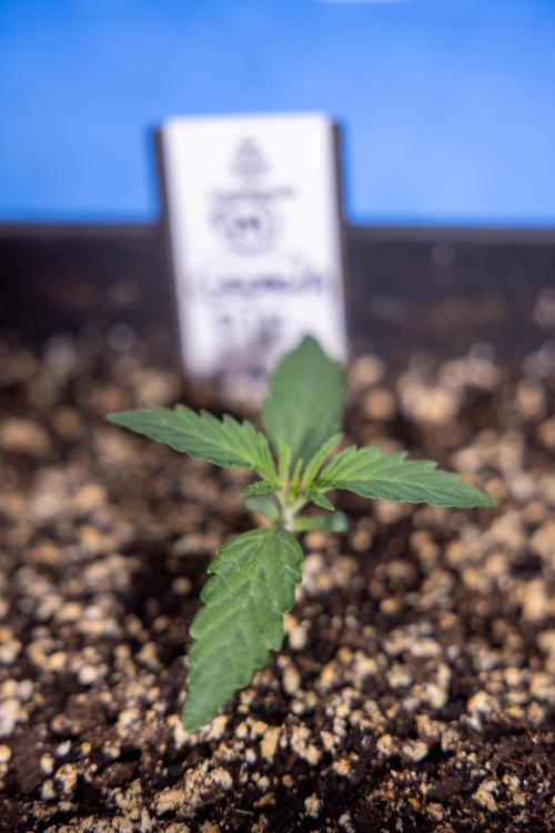 Georgia Pie 1 - Zamnesia x B&B. Week 1 - Georgia Pie - Veg - Week 1