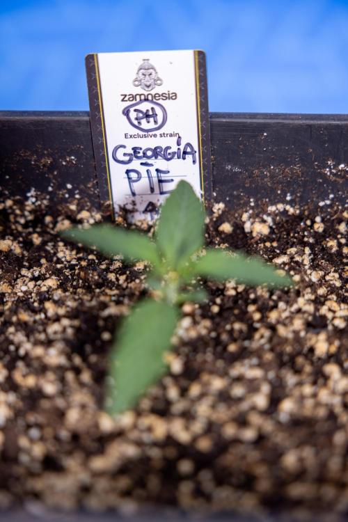 Georgia Pie 1 - Zamnesia x B&B. Week 1 - Georgia Pie - Veg - Week 1