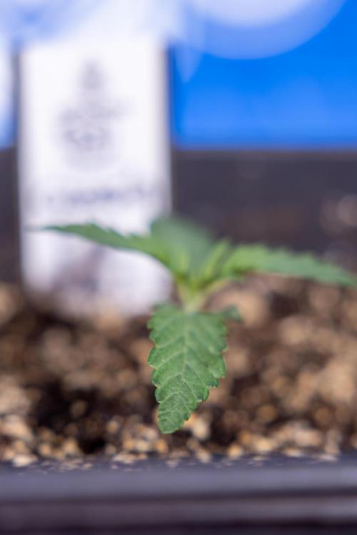 Georgia Pie 1 - Zamnesia x B&B. Week 1 - Georgia Pie - Veg - Week 1