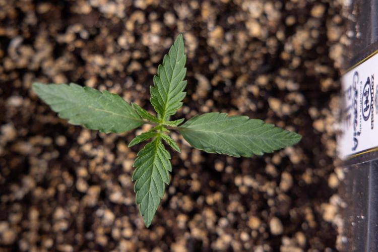 Georgia Pie 1 - Zamnesia x B&B. Week 1 - Georgia Pie - Veg - Week 1