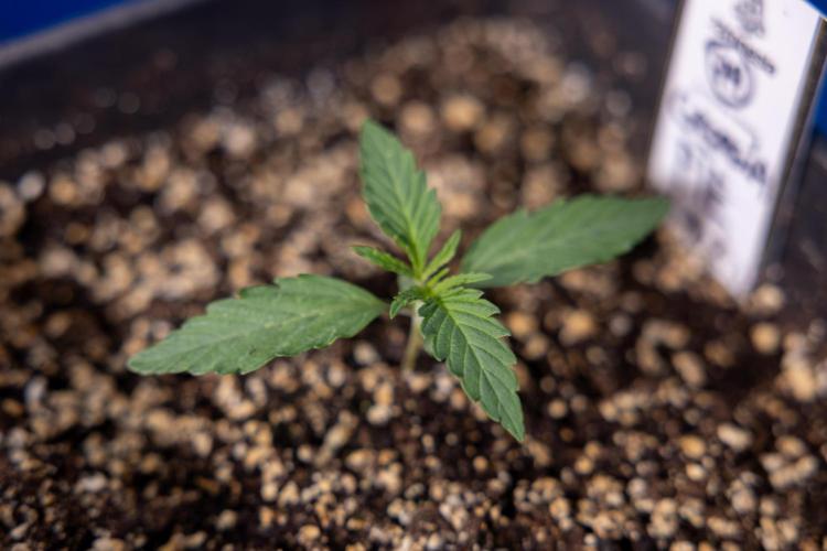 Georgia Pie 1 - Zamnesia x B&B. Week 1 - Georgia Pie - Veg - Week 1