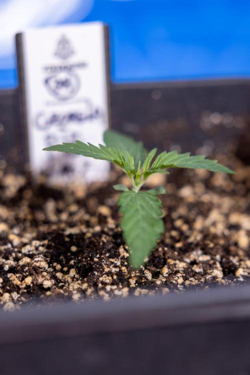 Georgia Pie 1 - Zamnesia x B&B. Week 1 - Georgia Pie - Veg - Week 1