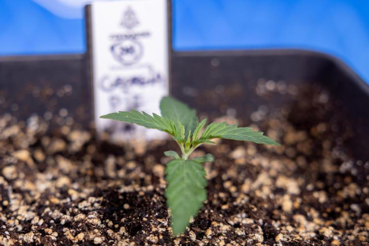 Georgia Pie 1 - Zamnesia x B&B. Week 1 - Georgia Pie - Veg - Week 1