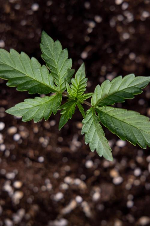 Georgia Pie 2 - Zamnesia x B&B. Week 1 - Georgia Pie 2 - Veg - Week 1/2 