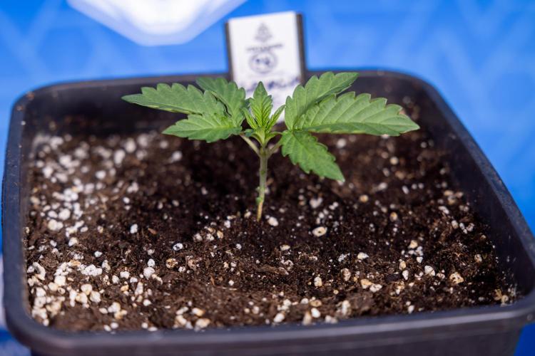 Georgia Pie 2 - Zamnesia x B&B. Week 1 - Georgia Pie 2 - Veg - Week 1/2 