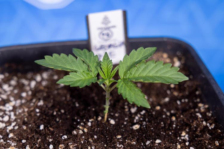 Georgia Pie 2 - Zamnesia x B&B. Week 1 - Georgia Pie 2 - Veg - Week 1/2 