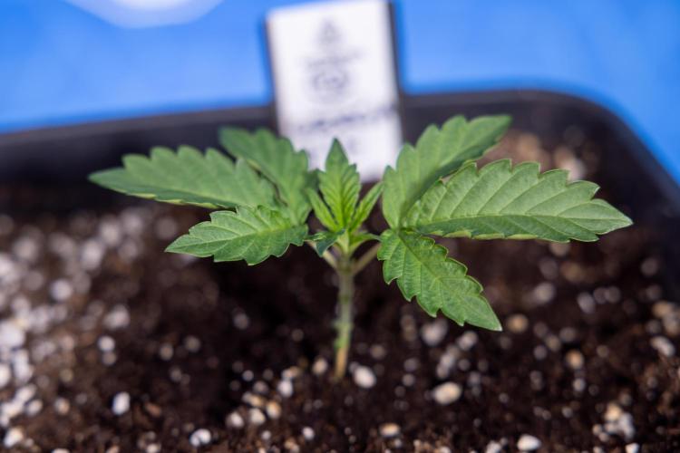 Georgia Pie 2 - Zamnesia x B&B. Week 1 - Georgia Pie 2 - Veg - Week 1/2 