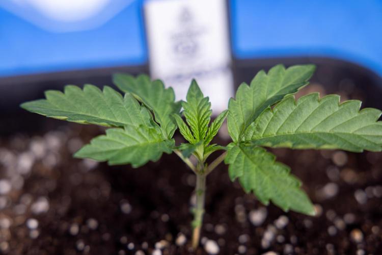 Georgia Pie 2 - Zamnesia x B&B. Week 1 - Georgia Pie 2 - Veg - Week 1/2 