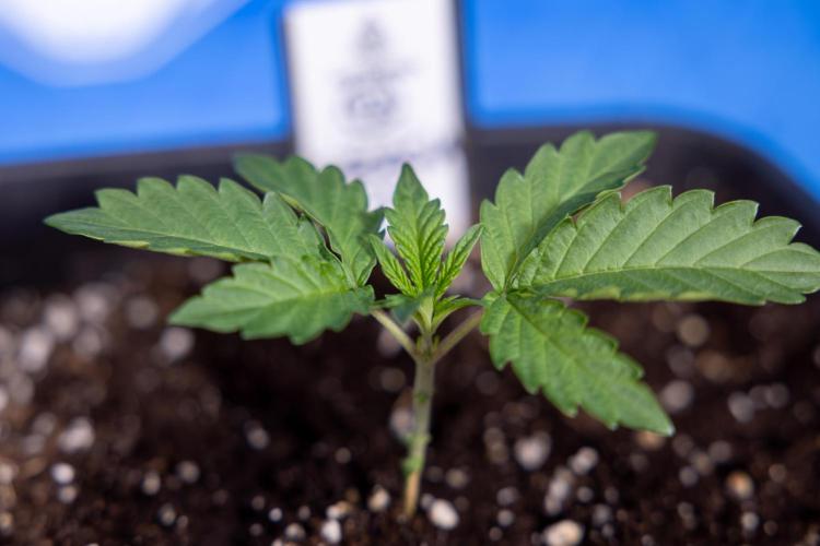 Georgia Pie 2 - Zamnesia x B&B. Week 1 - Georgia Pie 2 - Veg - Week 1/2 