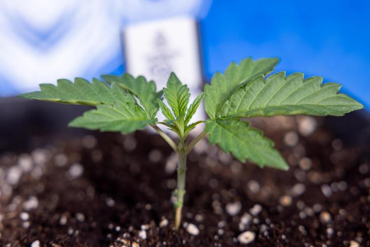 Georgia Pie 2 - Zamnesia x B&B. Week 1 - Georgia Pie 2 - Veg - Week 1/2 