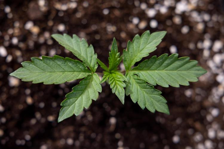 Georgia Pie 2 - Zamnesia x B&B. Week 1 - Georgia Pie 2 - Veg - Week 1/2 