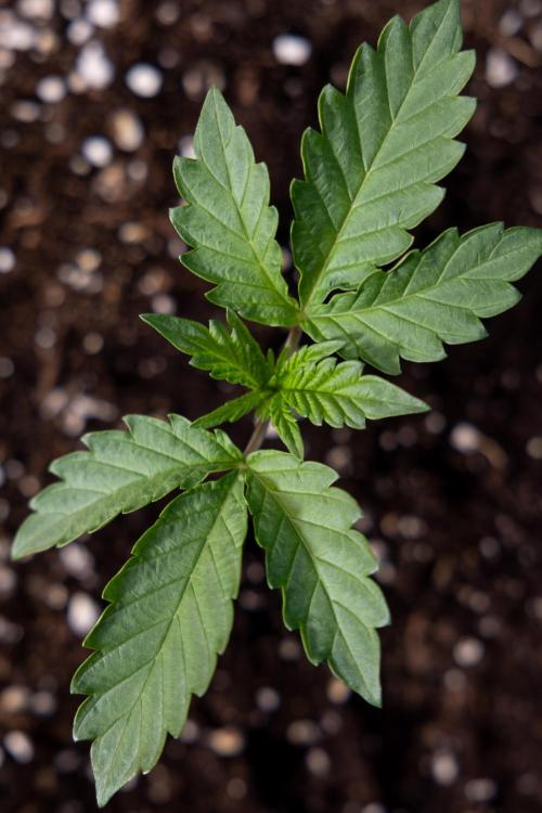 Georgia Pie 2 - Zamnesia x B&B. Week 1 - Georgia Pie 2 - Veg - Week 1/2 