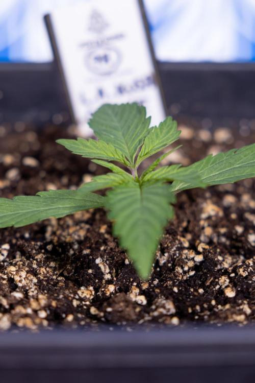 L.A. KUSH Cake #2 - Zamnesia x B&B. Week 1 - L.A.Kush Cake - Veg - Week 1