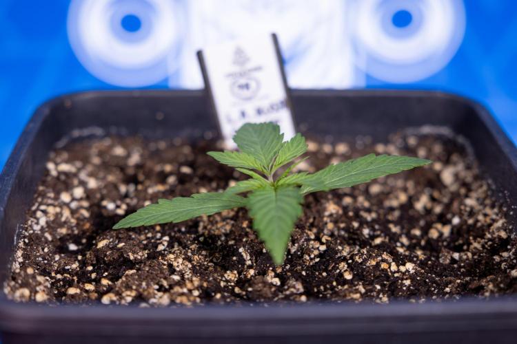 L.A. KUSH Cake #2 - Zamnesia x B&B. Week 1 - L.A.Kush Cake - Veg - Week 1