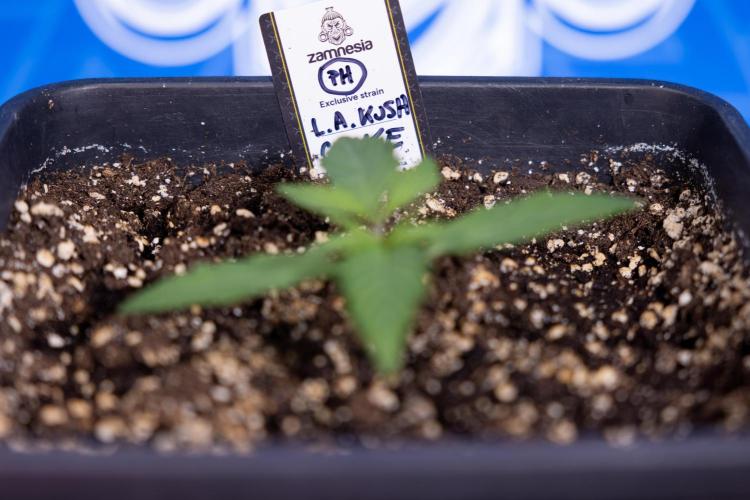 L.A. KUSH Cake #2 - Zamnesia x B&B. Week 1 - L.A.Kush Cake - Veg - Week 1