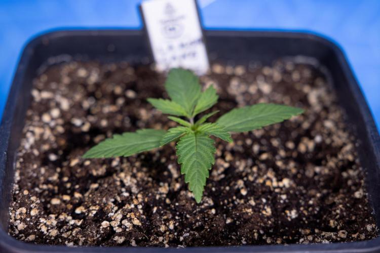 L.A. KUSH Cake #2 - Zamnesia x B&B. Week 1 - L.A.Kush Cake - Veg - Week 1