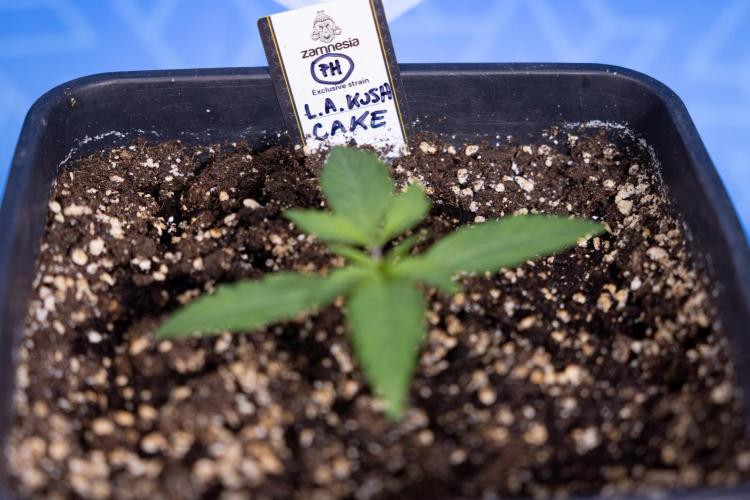 L.A. KUSH Cake #2 - Zamnesia x B&B. Week 1 - L.A.Kush Cake - Veg - Week 1