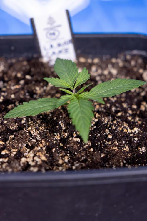 L.A. KUSH Cake #2 - Zamnesia x B&B. Week 1 - L.A.Kush Cake - Veg - Week 1