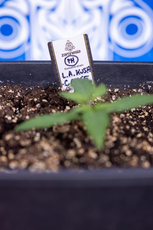 L.A. KUSH Cake #2 - Zamnesia x B&B. Week 1 - L.A.Kush Cake - Veg - Week 1