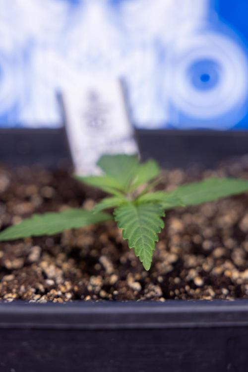 L.A. KUSH Cake #2 - Zamnesia x B&B. Week 1 - L.A.Kush Cake - Veg - Week 1