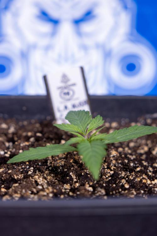 L.A. KUSH Cake #2 - Zamnesia x B&B. Week 1 - L.A.Kush Cake - Veg - Week 1