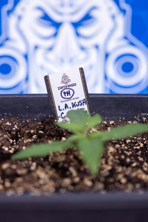 L.A. KUSH Cake #2 - Zamnesia x B&B. Week 1 - L.A.Kush Cake - Veg - Week 1