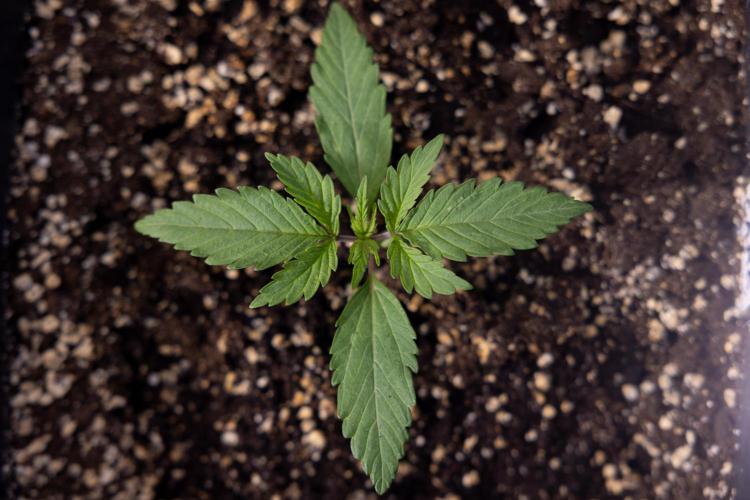 L.A. KUSH Cake #2 - Zamnesia x B&B. Week 1 - L.A.Kush Cake - Veg - Week 1