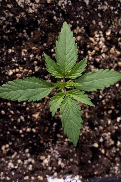 L.A. KUSH Cake #2 - Zamnesia x B&B. Week 1 - L.A.Kush Cake - Veg - Week 1