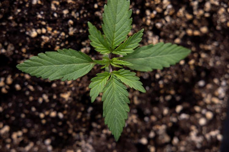 L.A. KUSH Cake #2 - Zamnesia x B&B. Week 1 - L.A.Kush Cake - Veg - Week 1